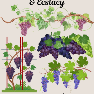 Dionysus - God of Wine and Ecstacy